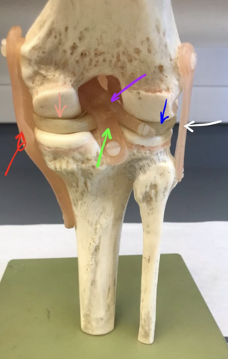 <p>ID the structure of the neon green arrow.</p>
