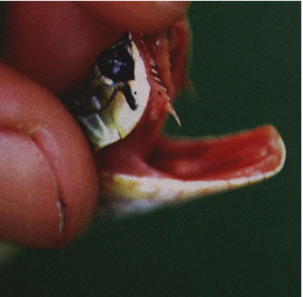 <p>Small rear fangs indicate what</p>
