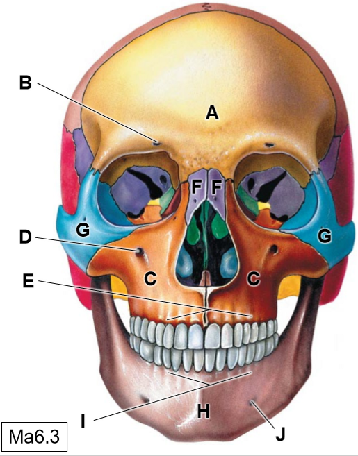 <p>G</p>