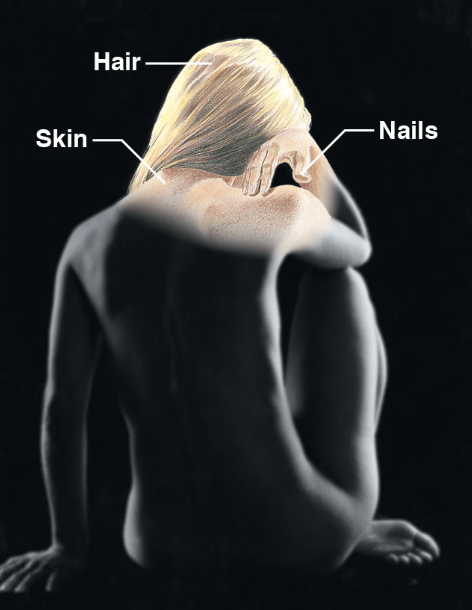 skin, hair and nail glands

protects deeper tissues from injury 