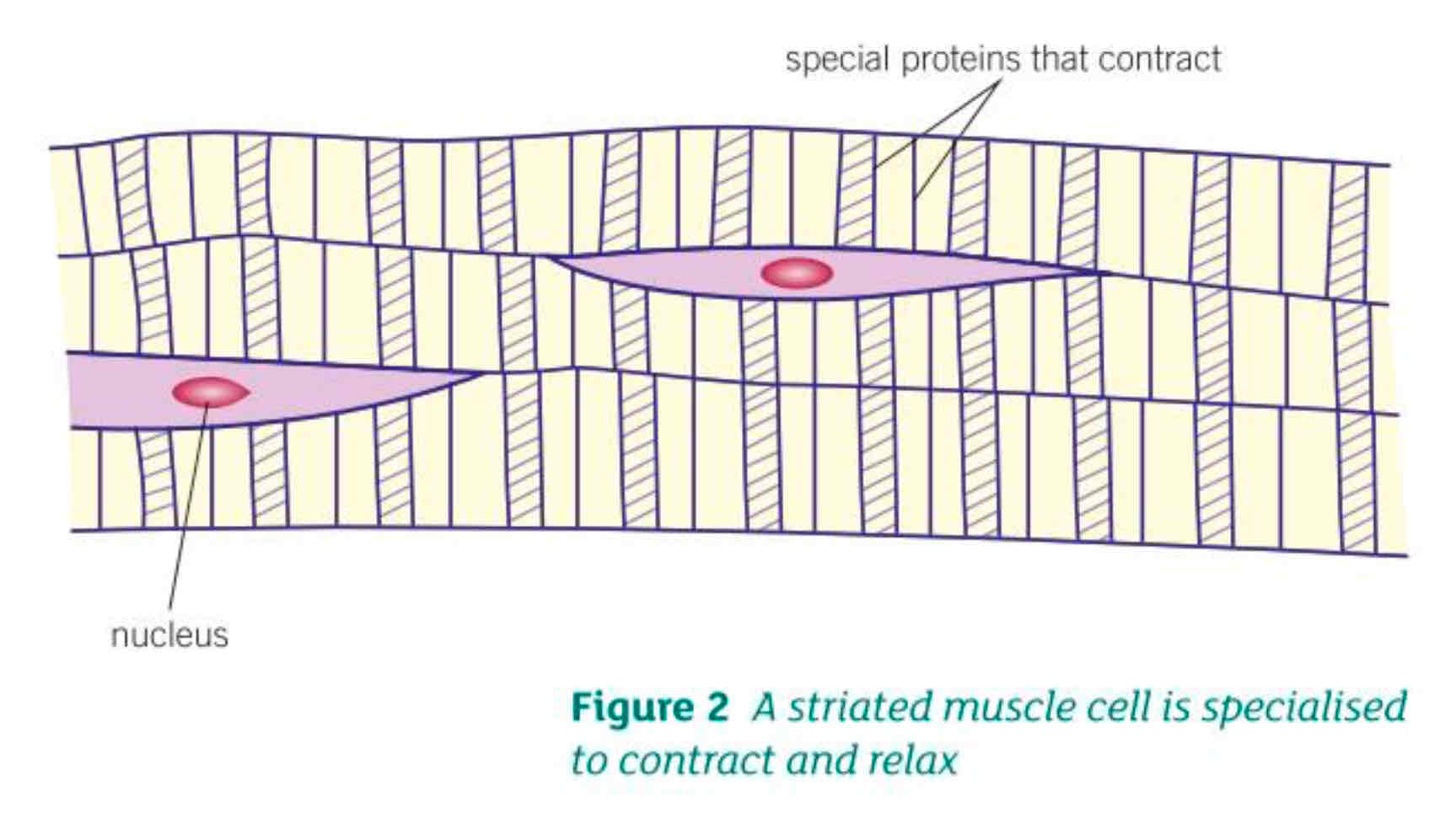 <ul><li><p>Special proteins slide over each other making the fibres contract</p></li><li><p>There are many mitochondria to transfer energy</p></li><li><p>Contain a store of glycogen which can be broken down and used in cellular respiration to transfer energy needed for fibres to contract</p></li></ul>