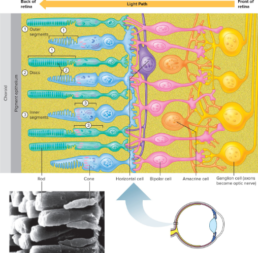 <p>Retina</p>