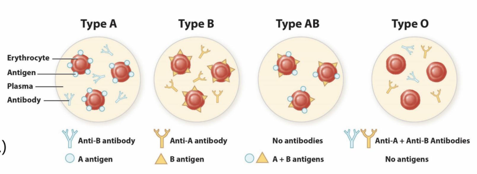 <p><strong>ABO</strong></p><ul><li><p>_______ agglutinogens (antigens)</p><ul><li><p>~80% secretors (saliva, semen, etc.)</p></li></ul></li><li><p>_______ (antibodies, IgM) present in plasma</p></li></ul><p></p>