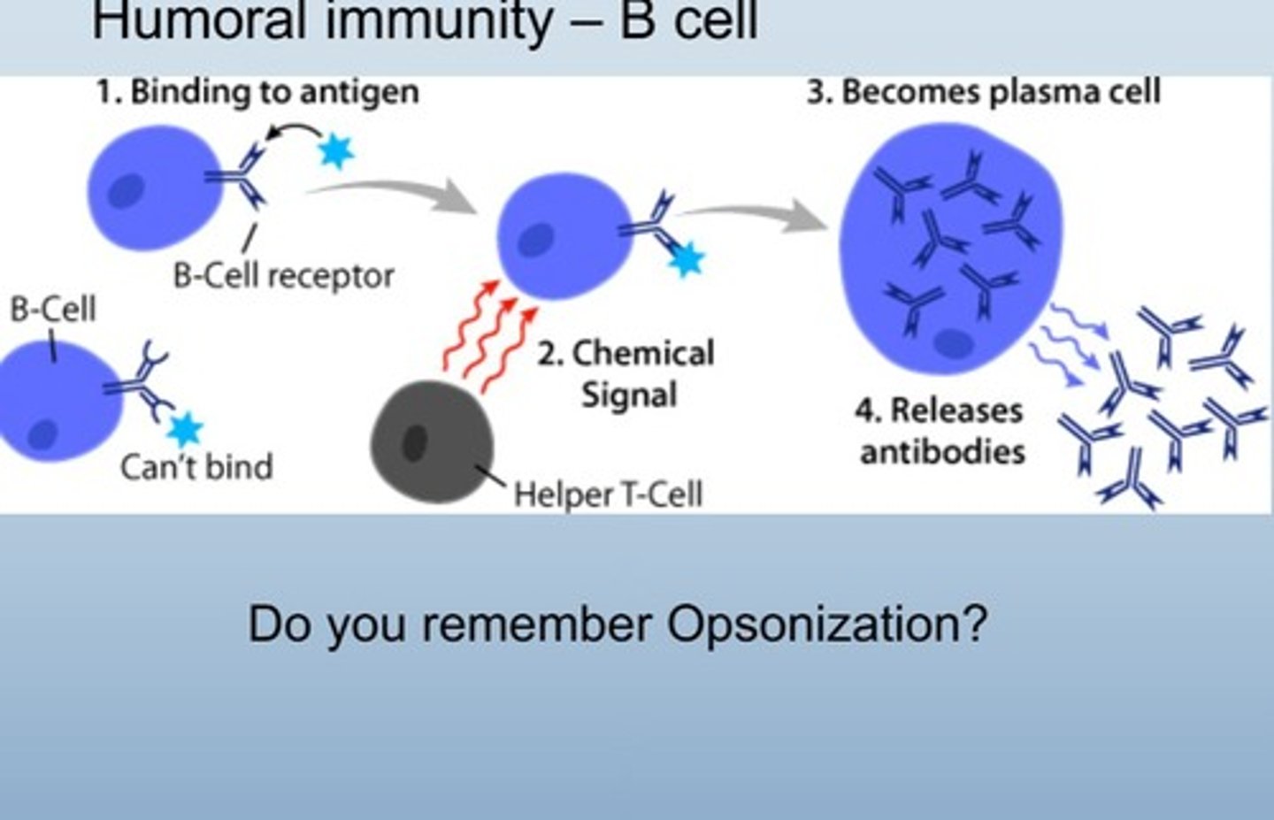 <p>Lymphocyte that produces antibodies.</p><ul><li><p>also makes plasma cells which turn into memory cells</p></li><li><p>attacks outside the cell </p></li></ul><p></p>