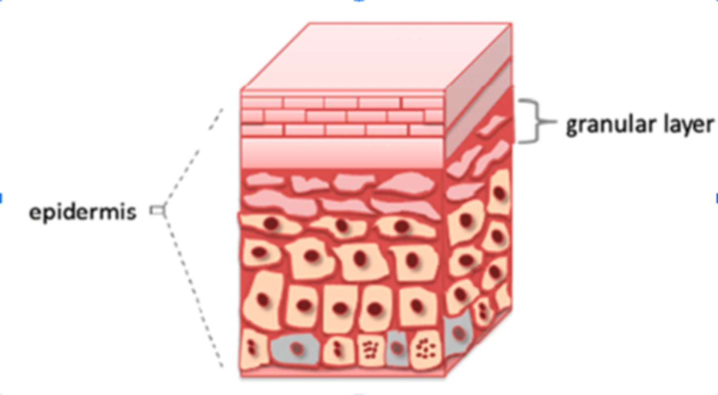 <p>Few layer of keratinocytes</p><p>Keratohyalin granules form keratin</p><p>Lamellar granules contain waterproofing glycolipid</p><p>Cells above this layer lack nutrient access</p>