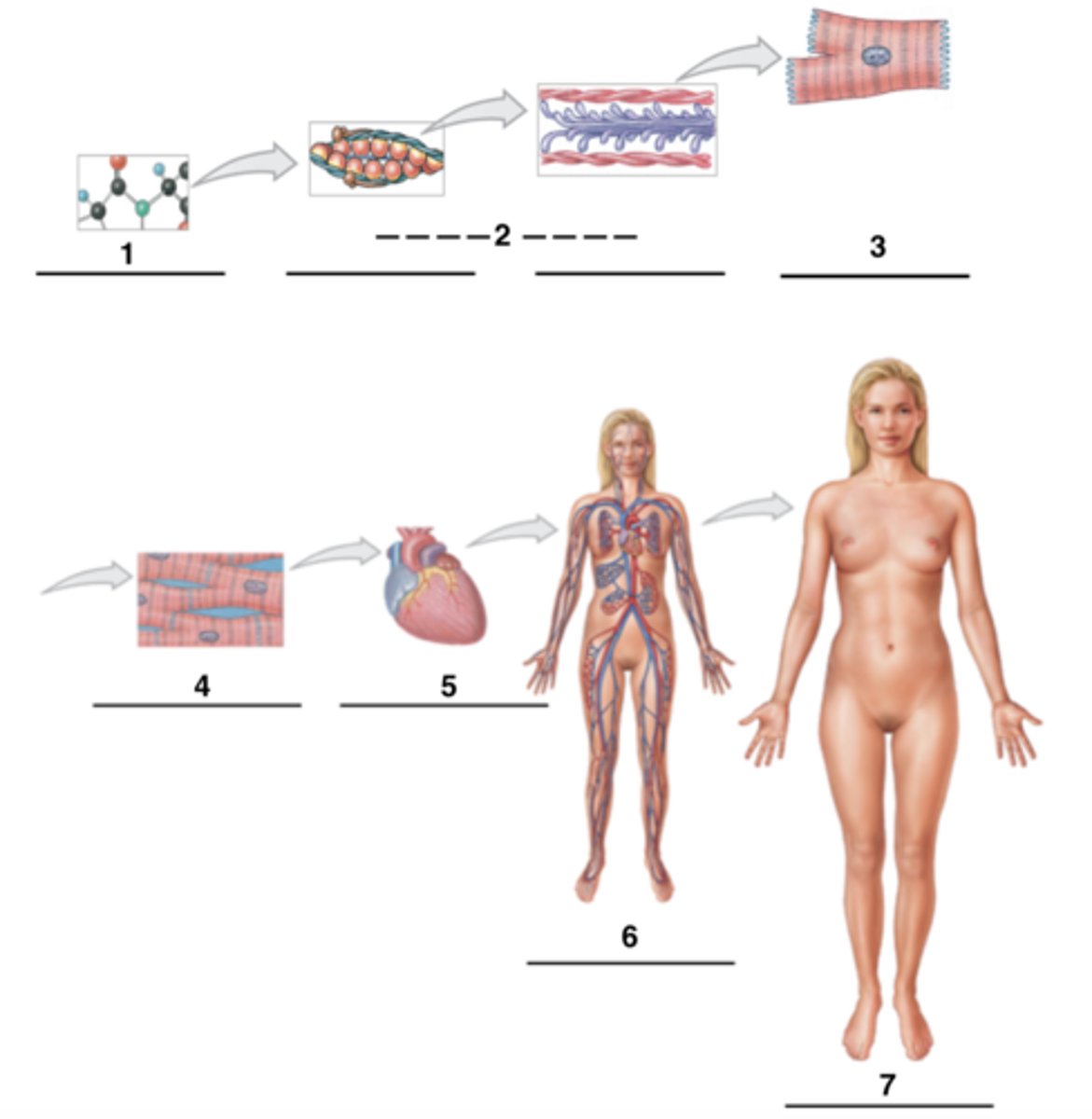 <p>Organ System Level</p>