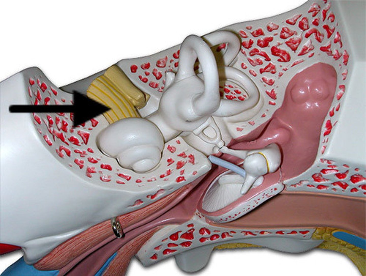 <p>Part of the auditory nerve. Controls hearing</p>