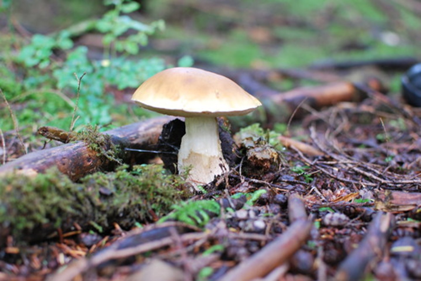 <p>The reproductive structure of a fungus that contains many hyphae and produces spores</p>