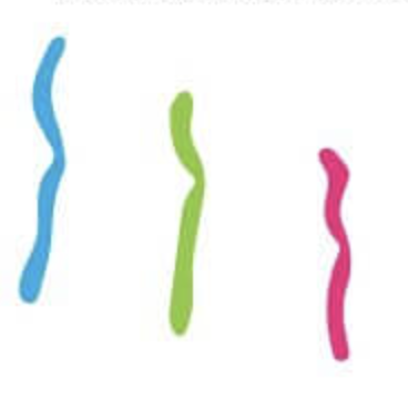 <p>has a single set of chromosomes</p><p>has half the amount of a diploid cell</p><p>n</p><p>23 chromosomes</p><p>chromatids</p>