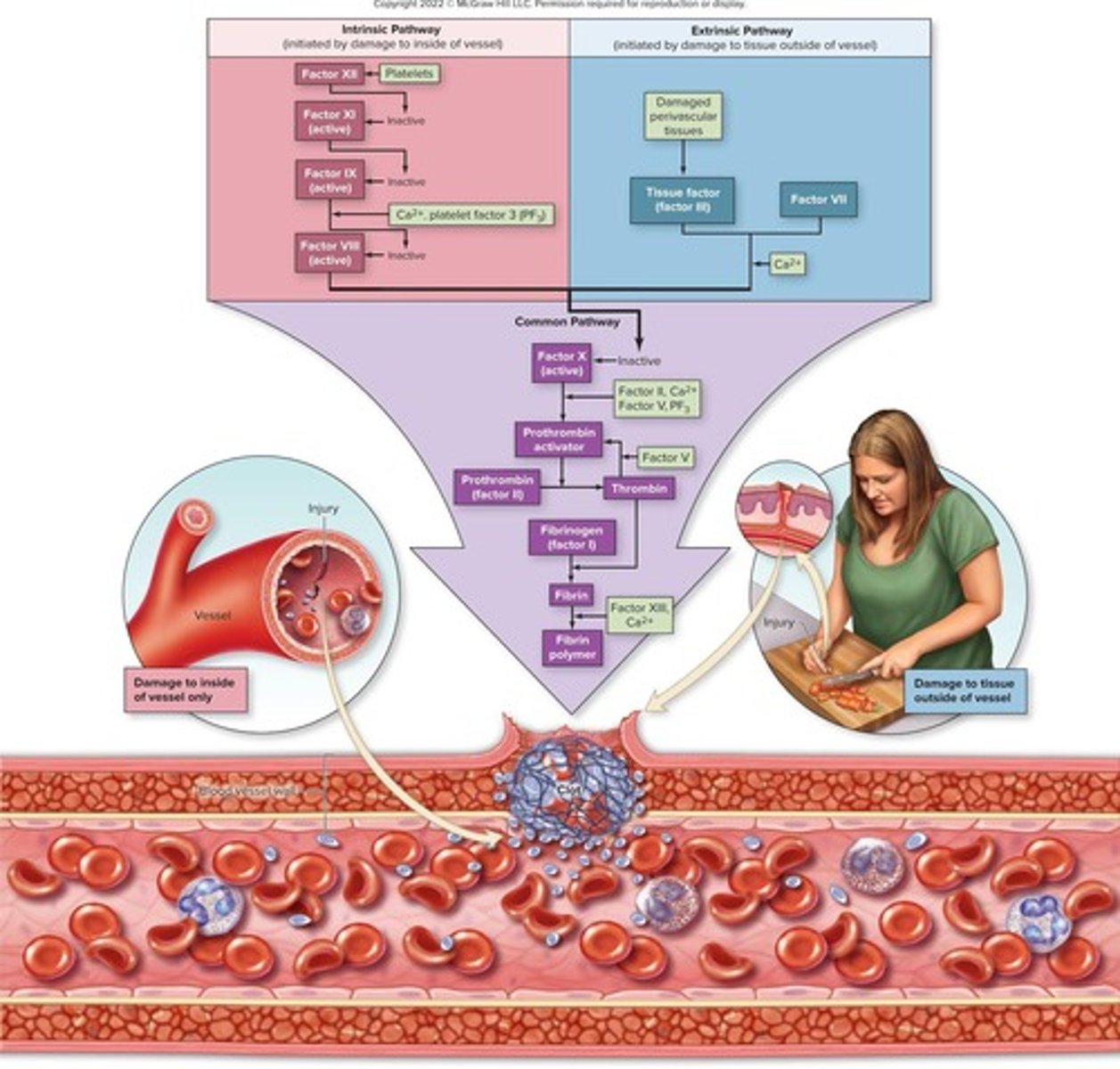 <p>Process of blood clotting through fibrin mesh.</p>