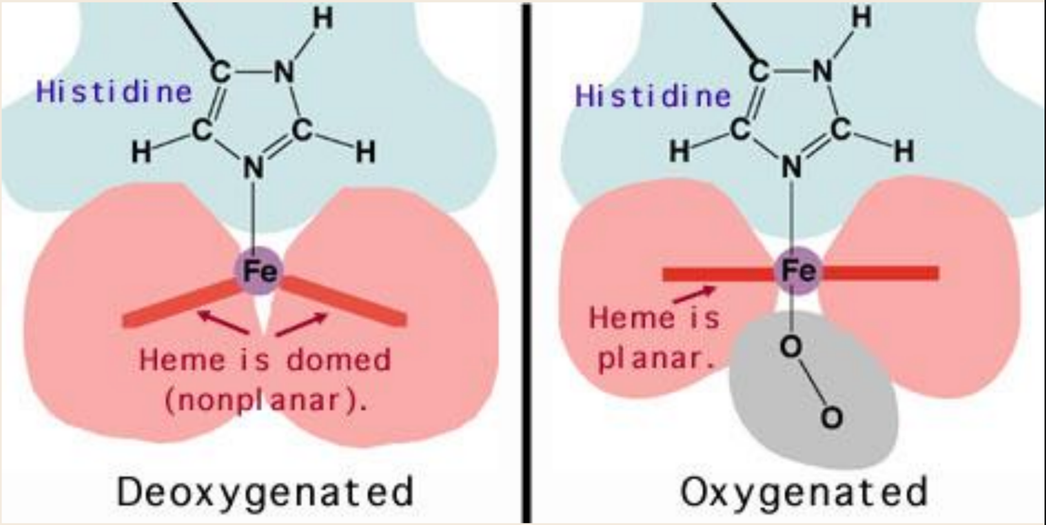 <p><strong>Khi hemoglobin gắn với O₂, sự thay đổi chính nào xảy ra trong cấu trúc của nhóm hem?</strong></p><p>A. Vòng porphyrin trở nên cong lồi (domed)</p><p>B. Ion Fe²⁺ bị oxi hóa thành Fe³⁺</p><p>C. Vòng porphyrin trở nên phẳng (planar)</p><p>D. Histidine F8 bị thay thế bởi O₂</p>