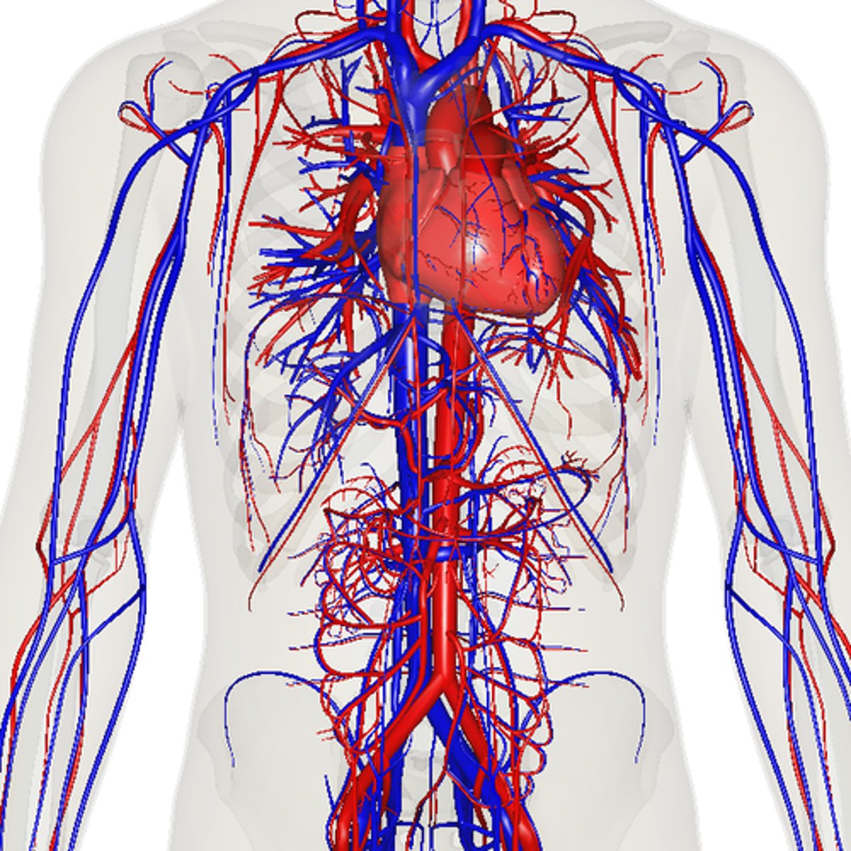 <p>left atrium --&gt; bicuspid/mitral valve --&gt; left ventricle --&gt; aortic semilunar valve --&gt; aorta --&gt; body tissues --&gt; vena cava --&gt; right atrium</p>