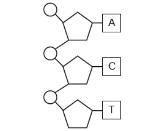 <p>Sketch the complementary strand to complete the section of a DNA diagram (3)</p>