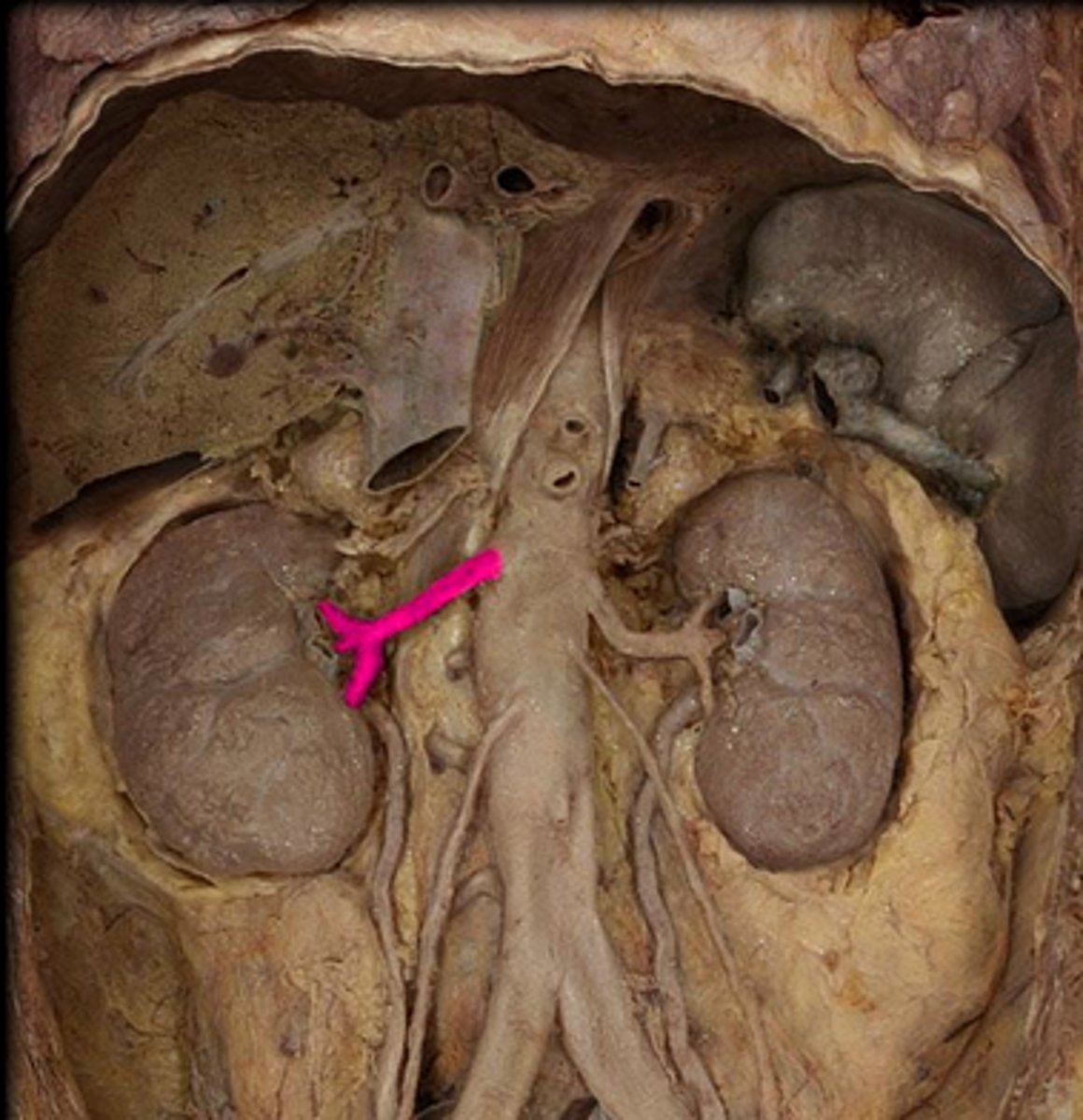 <p>The two small branches of the abdominal aorta that supply the kidneys</p>