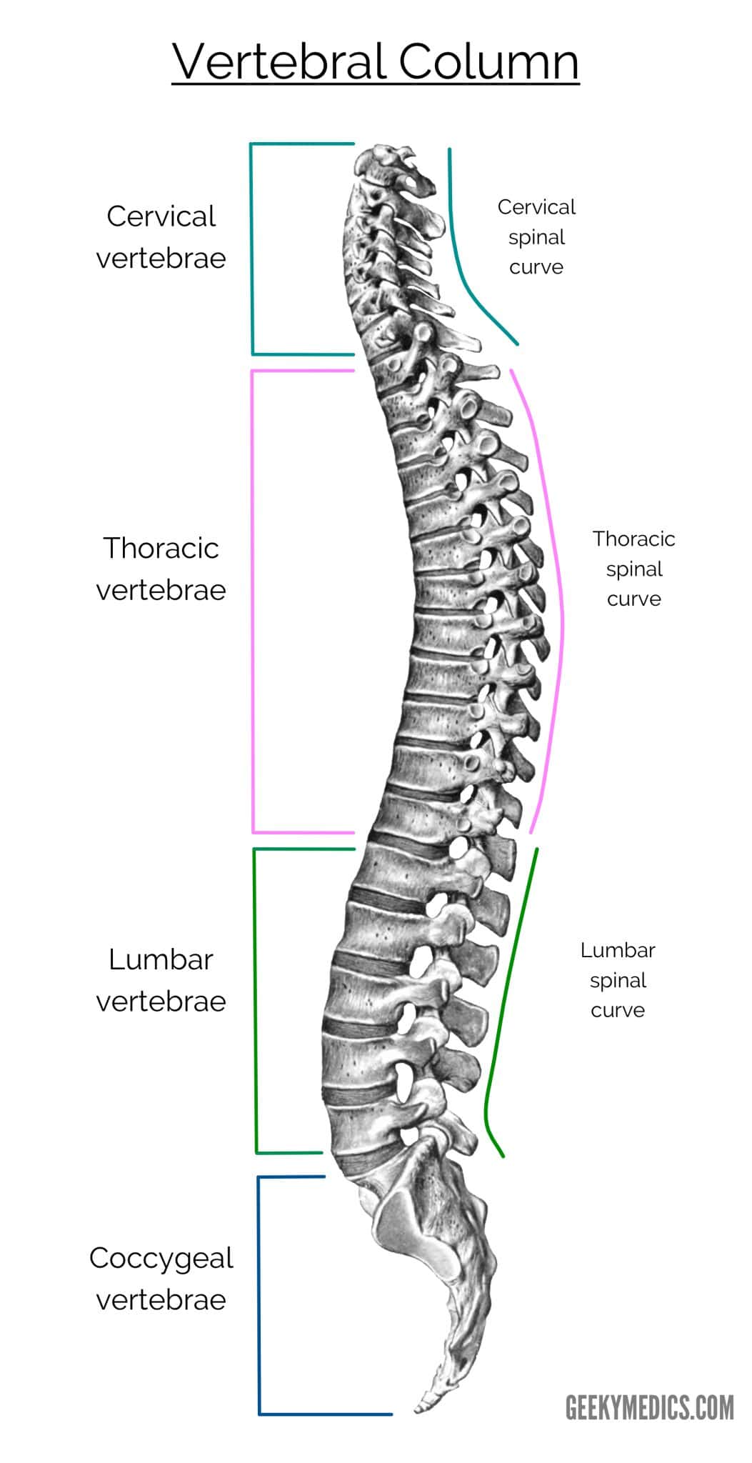 <p><span><span>refers to the five distinct sections of the human spine</span></span></p>