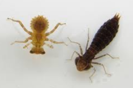 <p>what bug family is this</p>