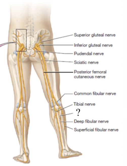<p>small superficial sensory branch that supplies the skin of the posterior leg and foot</p><ul><li><p>formed by both the tibial and common fibular nerves</p></li></ul><p></p>