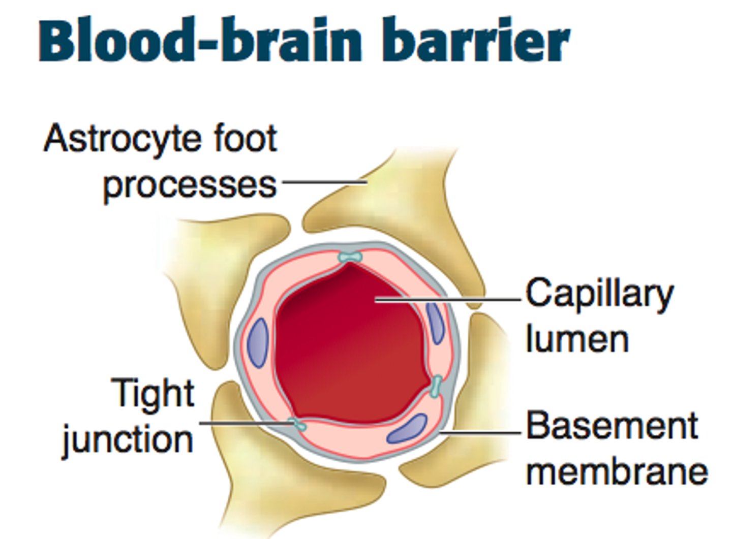 <p>A blockade of cells that prevents or slows the passage of drugs, ions, and pathogens into the CNS; permeable to O2, CO2, glucose, and small non-polar molecules.</p>
