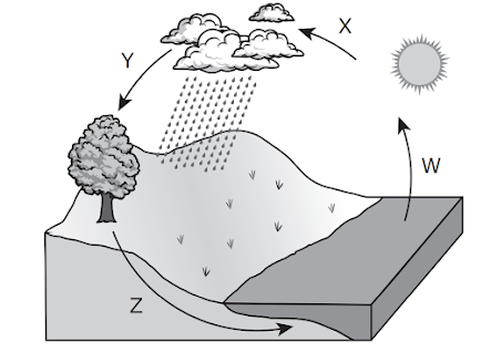 The diagram shows a model of the water cycle. Four steps of the water cycle are labeled W, X, Y, and Z.  Which change would most likely increase the movement of water during step W?