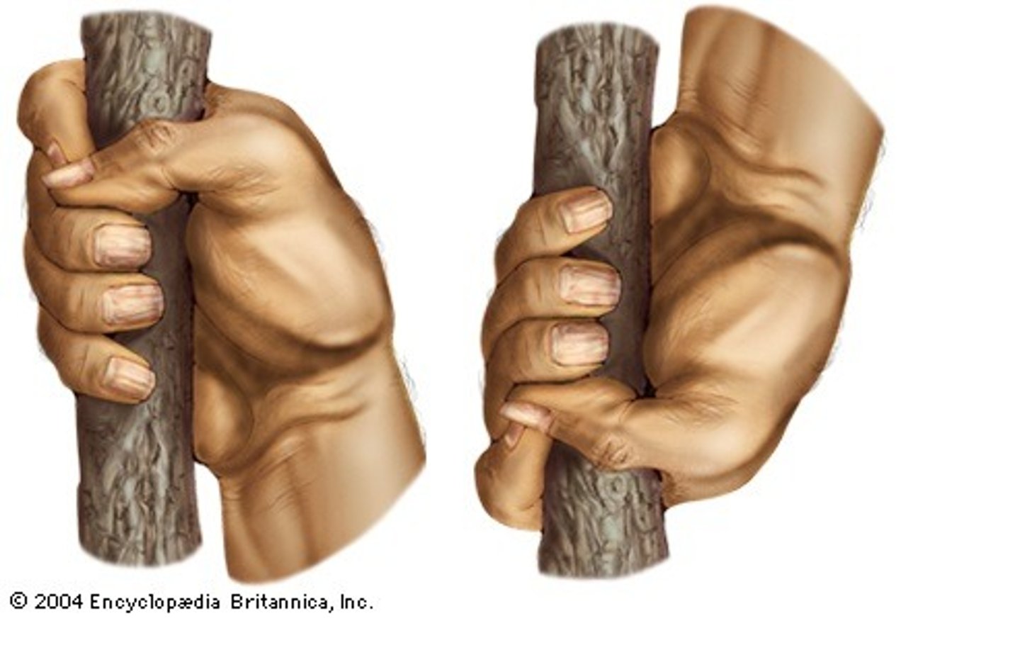 <p>a type of grip involving the palm and the fingers, used by primates (to varying extents) for moving and manipulating objects. The power grip generates more force due to the significant use of the palm</p>