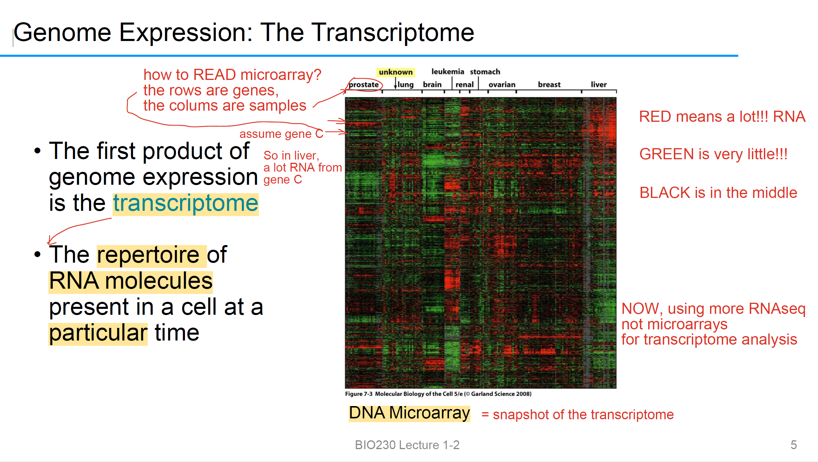 <p>它是snapshot of the <strong>transcriptome</strong>, NOT DNA</p><p>RED = a lot, Green= little</p><p>竖轴gene，横行sample</p>