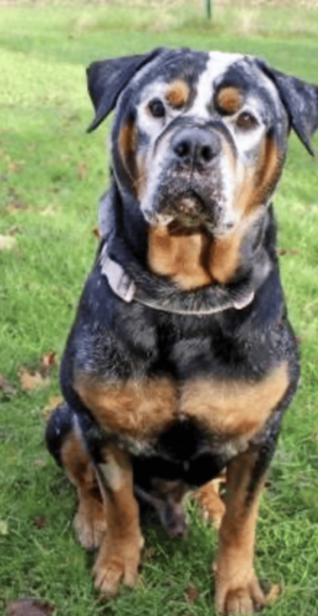 <p>what is this discoloration called?</p>