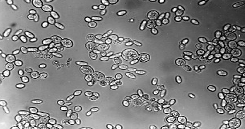 <p>what is this? what fungi group is it for</p>