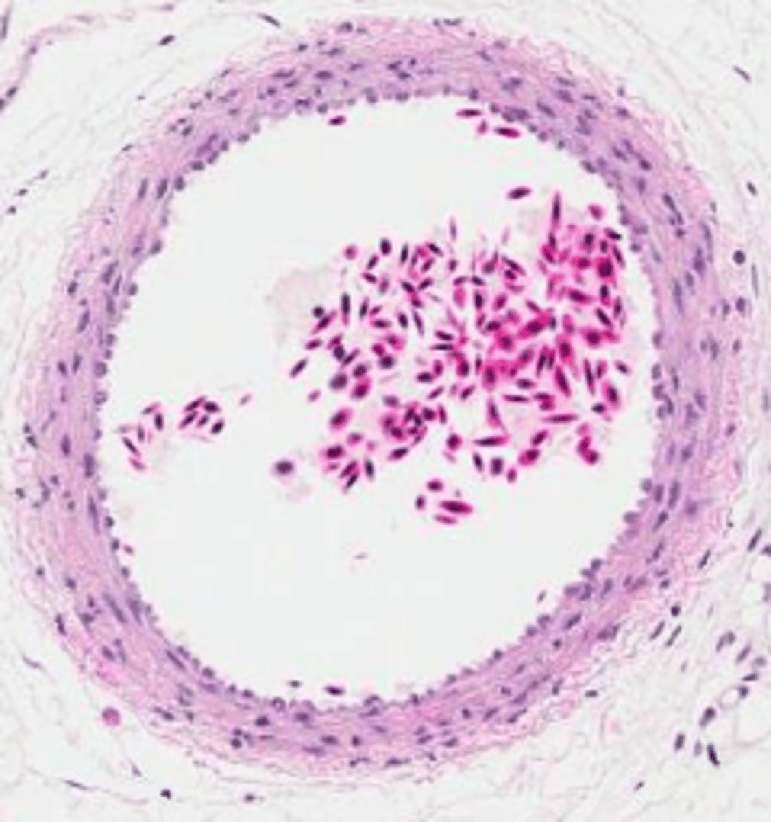 <p>what structure does the image depict?</p>