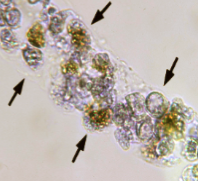 <p>What is this?</p>