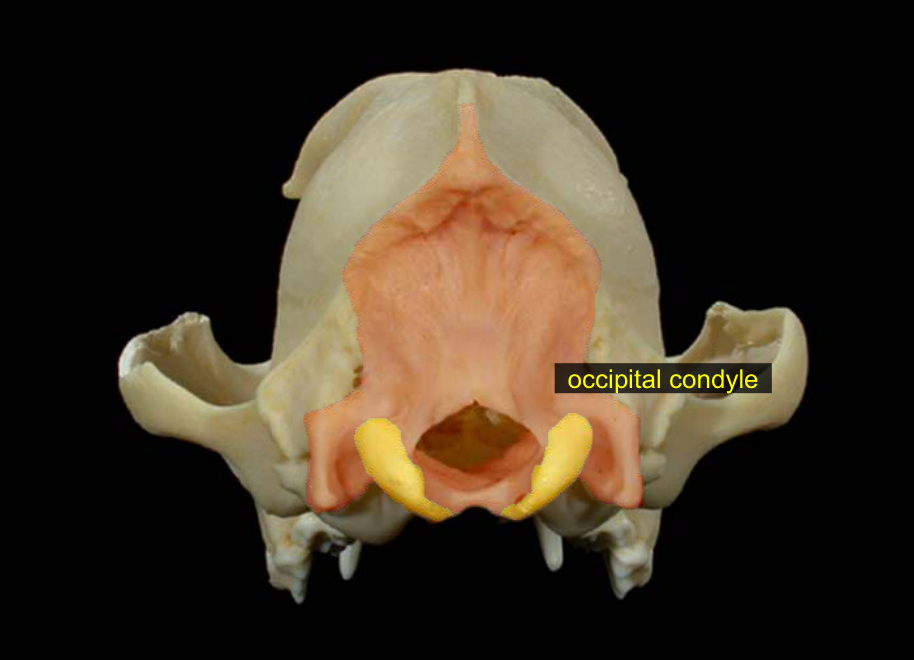 <p>smooth processes under the foramen magnum</p>