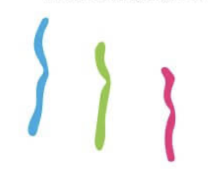<p>What type of chromosome is this?</p>