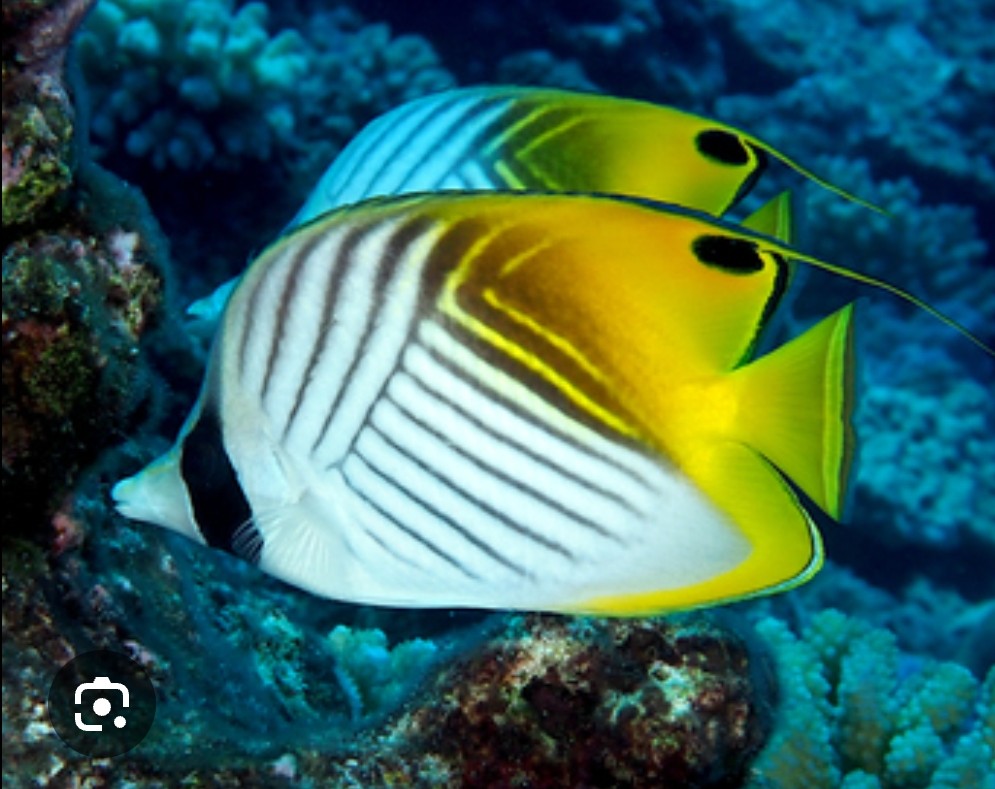 <p class="has-focus">Chaetodontidae family</p><p class="has-focus">Diet includes coral polyps, anemones, crustaceans, worms, algae, and plankton</p><p>Distinct black eyespot on dorsal fin</p><p class="has-focus"></p>