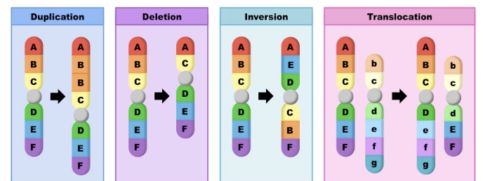 <p>Very large scale nucleotide changes within a chromosome’s DNA</p><p>Insertions - addition of many nucleotides into the chromosome</p><p>Deletions - removal of a section of the chromosome</p><p>Translocations - part of one chromosome is removed and inserted to somewhere in another chromosome</p><p>Inversions - reversal of a segment of the chromosome</p><p>Fusions - when two genes come together to form one new hybrid gene</p><p>Duplications - copy of a region of the chromosome</p>