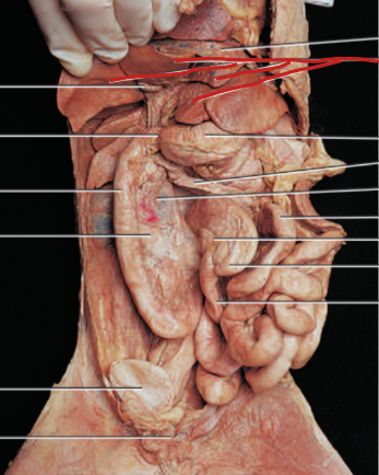 <p>Produces bile</p>
