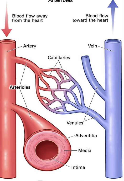 <p>heart, arteries/arterioles, capillaries, and veins/venules</p>