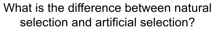 term image