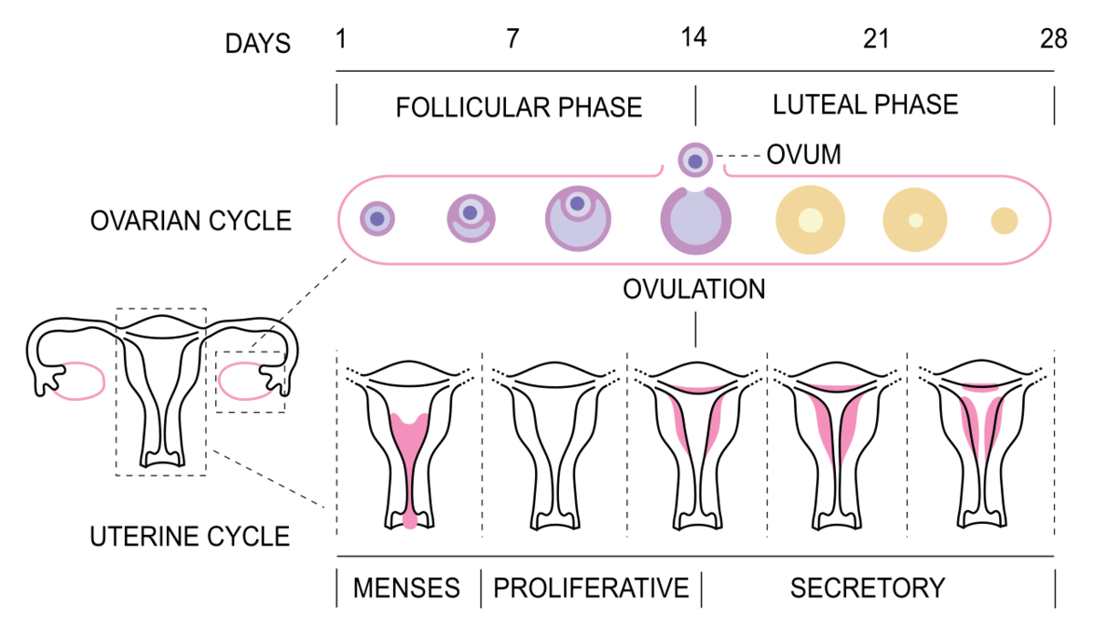 <p>En ovariell och en uterin cykel. </p><p>Ovariell: Mognad av äggcell.</p><p>Uterin: Skapar förutsättning för implantation. </p>
