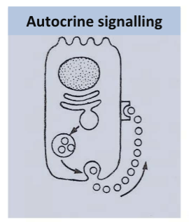 <p>The cell that secretes the hormone is also its own target </p><p>e.g. immune cells release cytokines that act back on themselves</p>