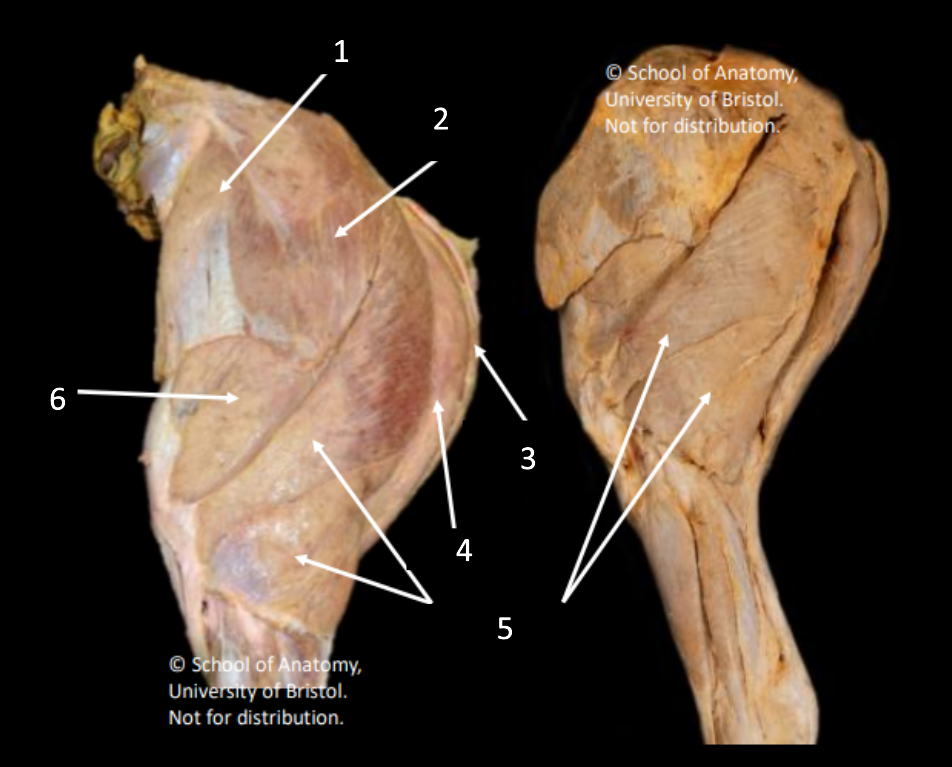 <p>5</p>