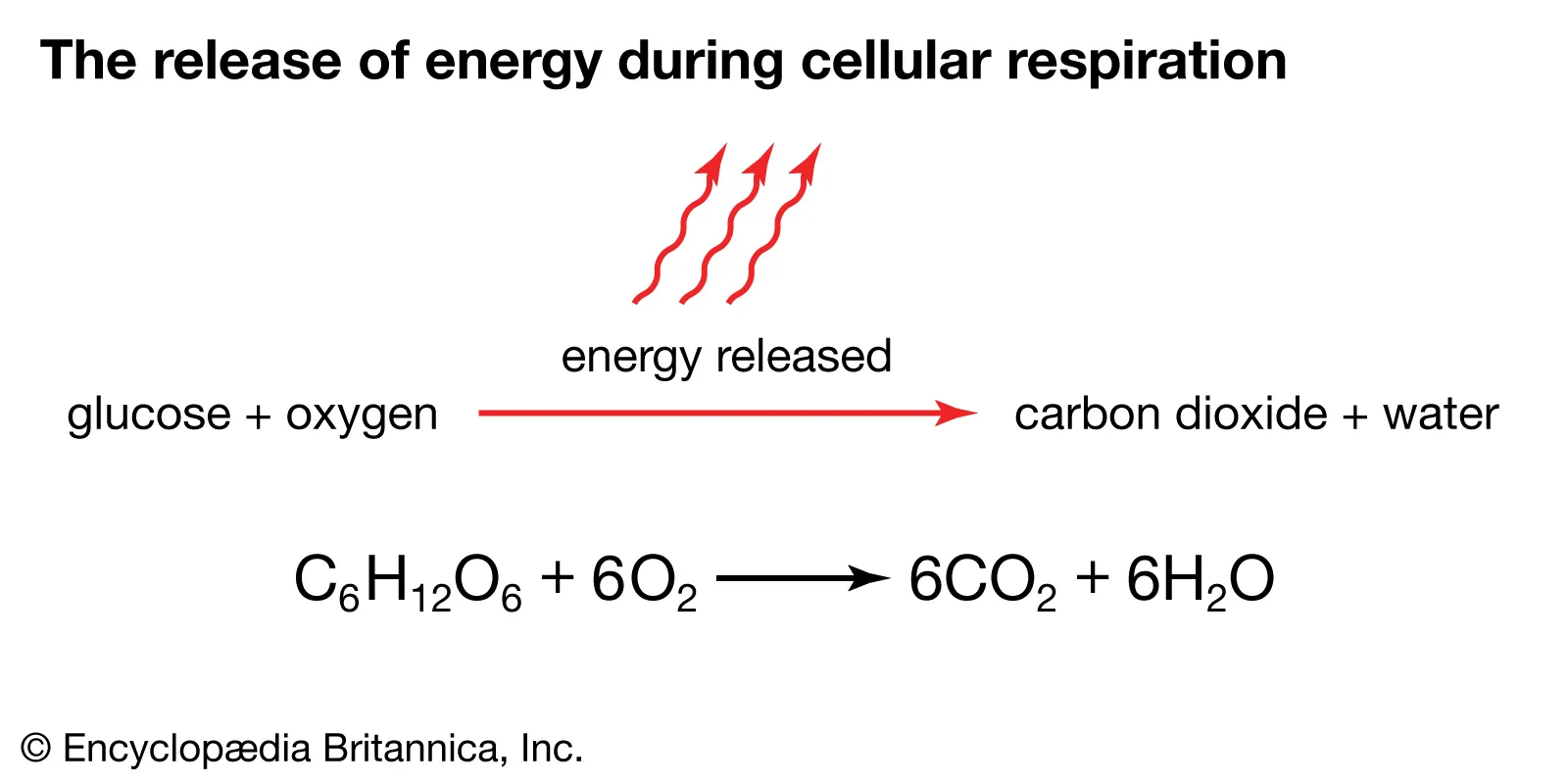 Cellular respiration equation. Left - Reactants; Right - Products