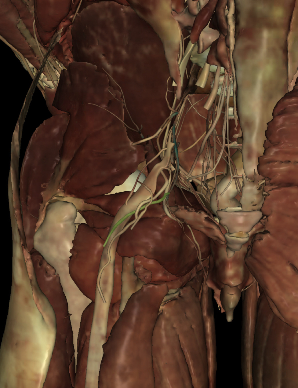 <p>Identify the Structure</p>