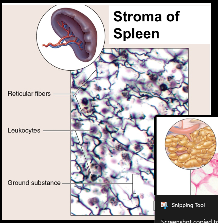 <p>reticular fibers → supportive mesh of reticular tissue</p><ul><li><p>stroma of spleen</p></li></ul><p></p>