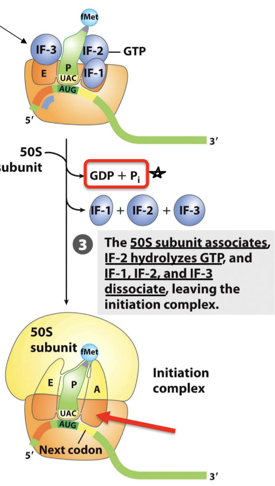 <p>IF-2 hydrolyzes GTP, IF-1, IF-2, and IF-3 dissociate and leave the initiation complex, and the 50S subunit associates.</p>
