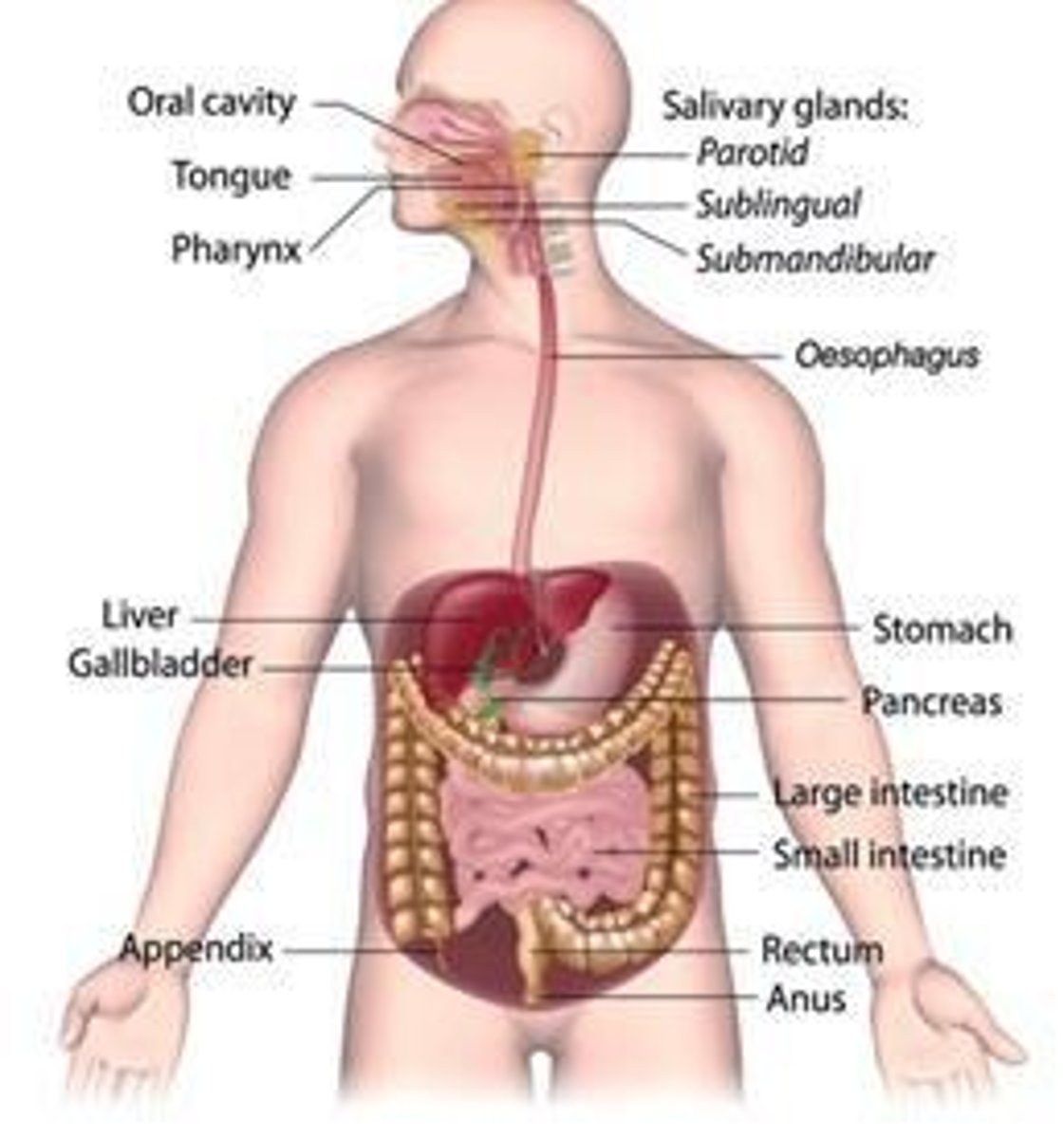 <p>Includes mouth, pharynx, esophagus, stomach, intestines.</p>