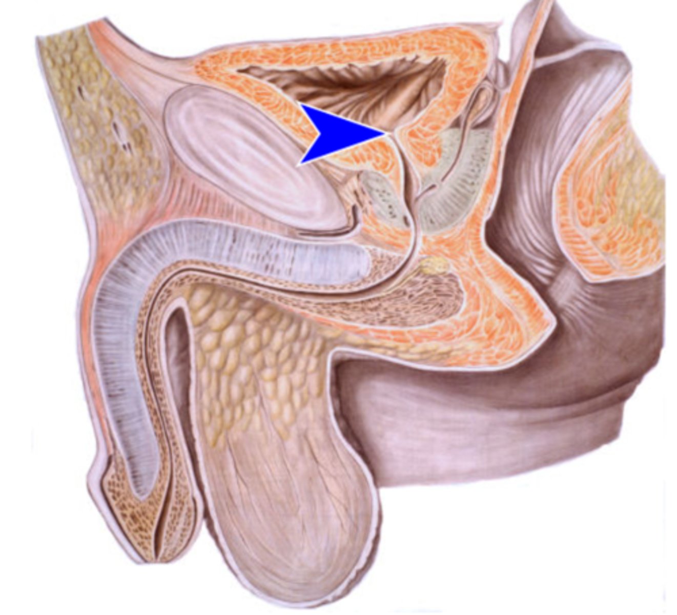 <p>Inre urinrörets öppning</p>