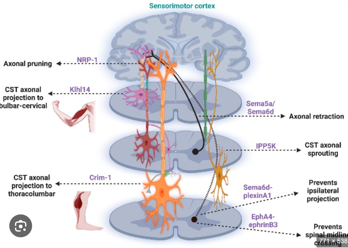 <p>Tectospinal Tract</p>