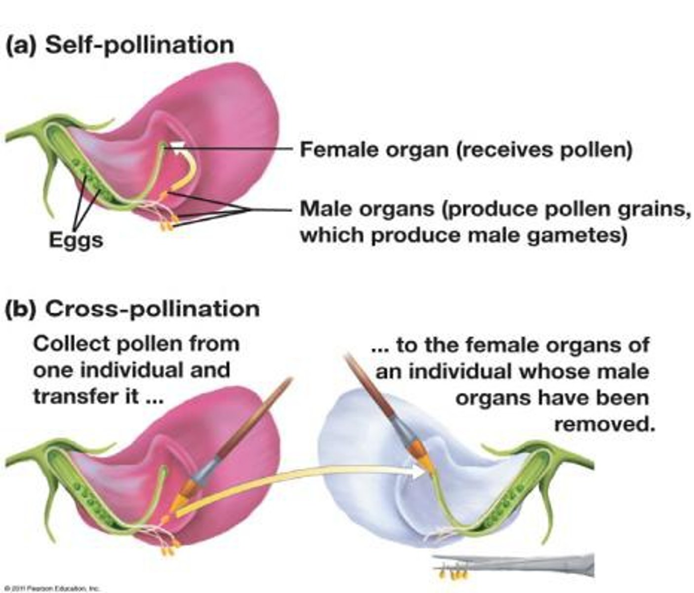 <p>The transfer of pollen from male reproductive structures to female reproductive structures in plants, helped by other organisms such as bees, or natural forces such as wind or water movement in aquatic plants</p>