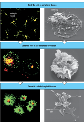 <p>red; green; MHC class II is moving; cell surface</p>