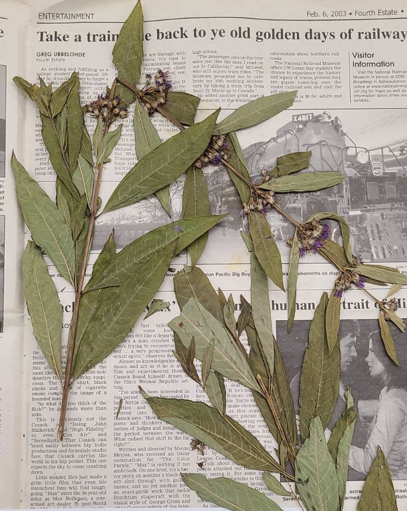 <p>plant?</p>