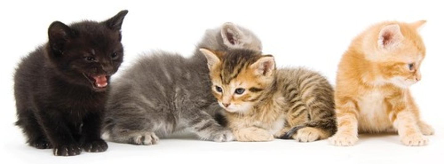 <p>The kittens in this litter have different fur colour and patterns, partly because each kitten inherited a different combination of alleles from its parents.</p>